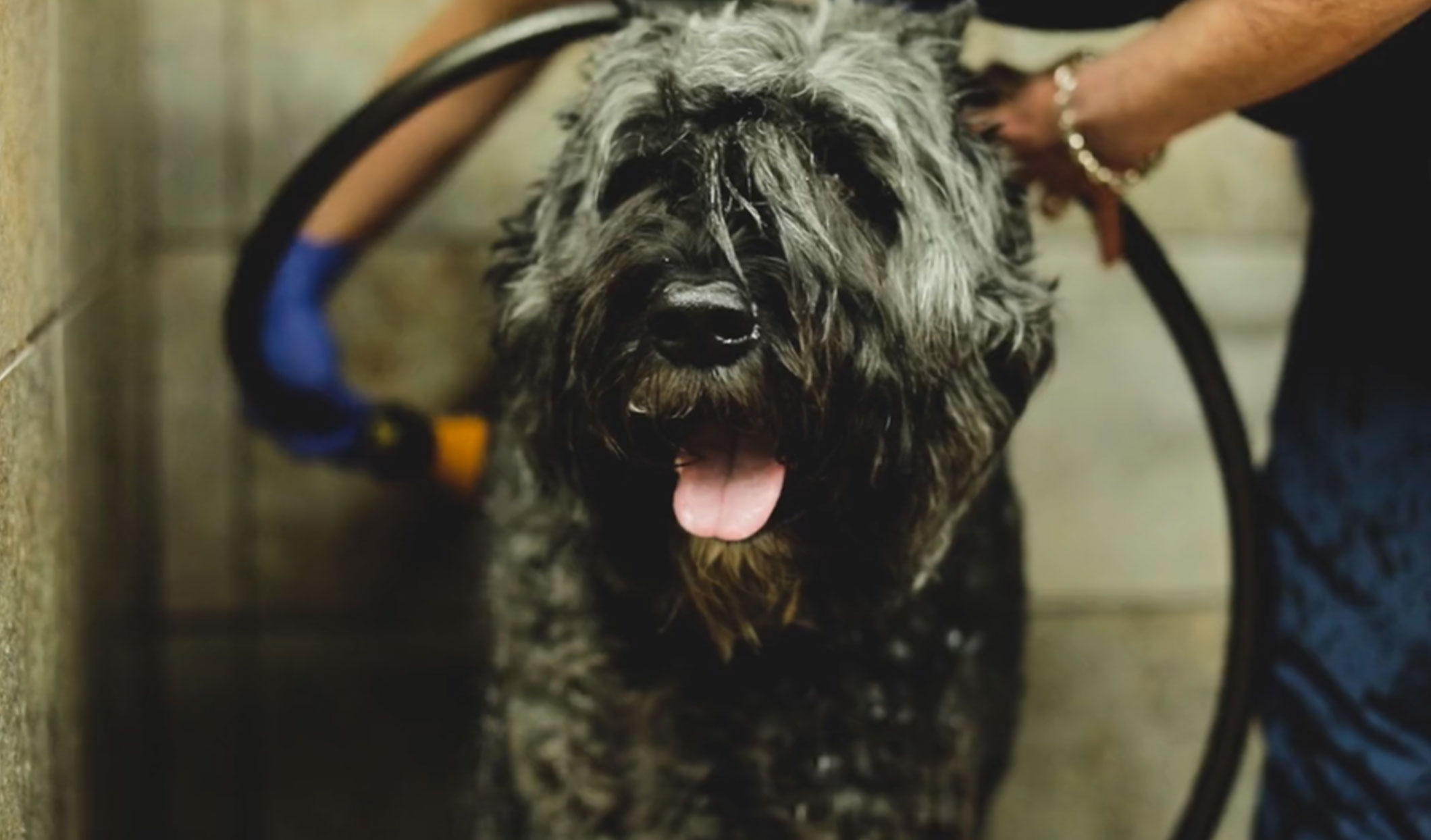 doggrooming1