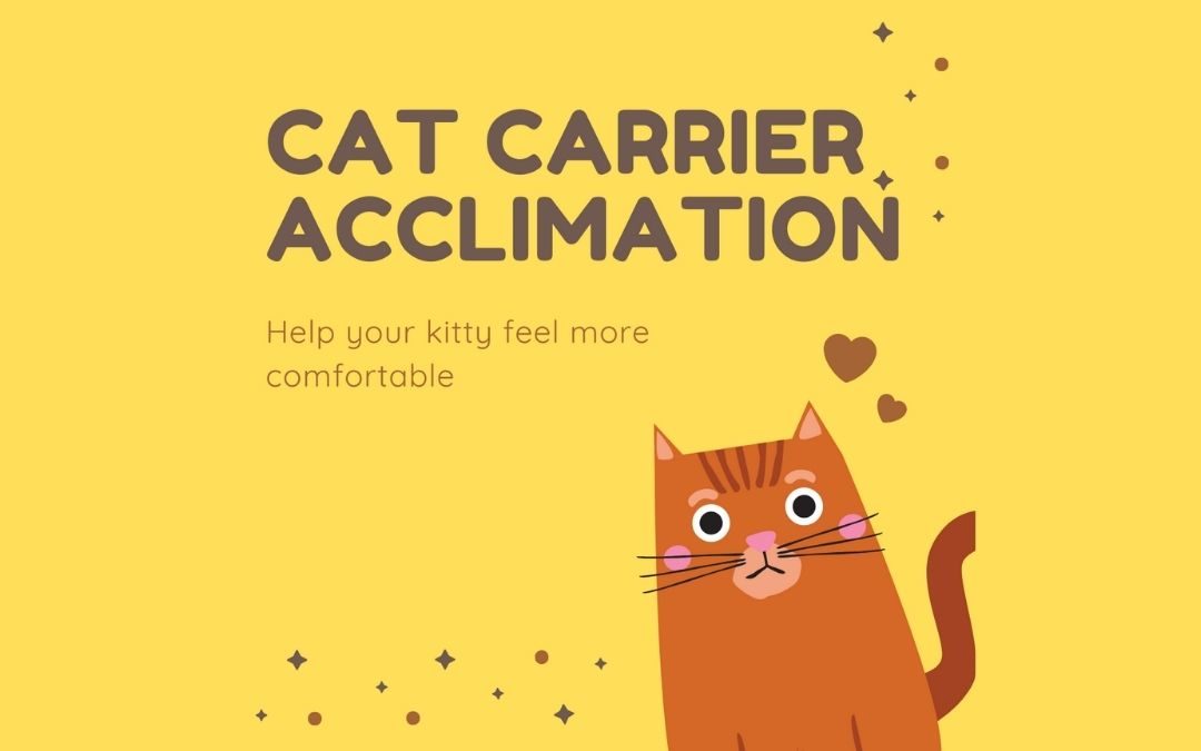 Acclimating Your Cat To A Carrier