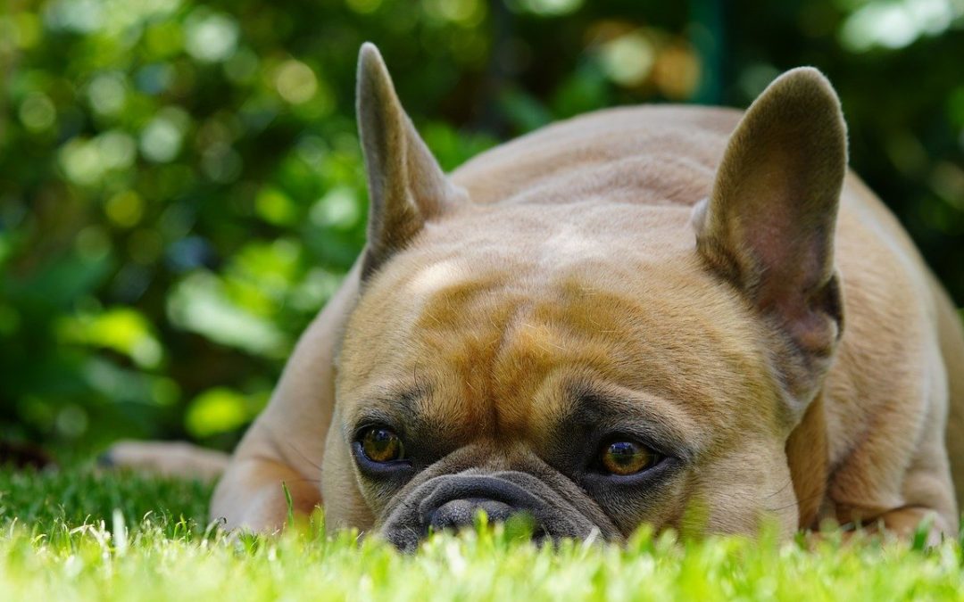 Help Your Dog Beat Back-to-School Boredom!