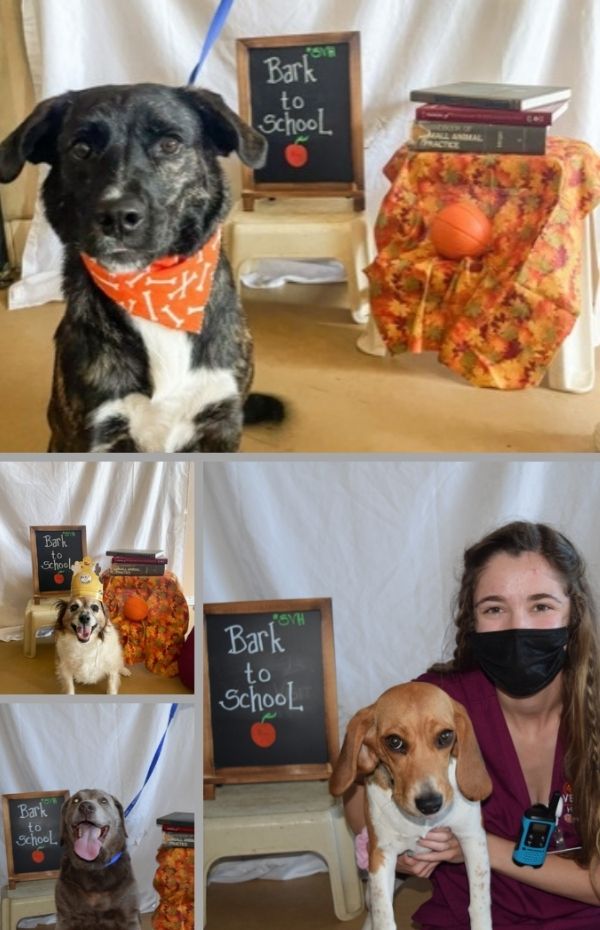 bark to school day 2