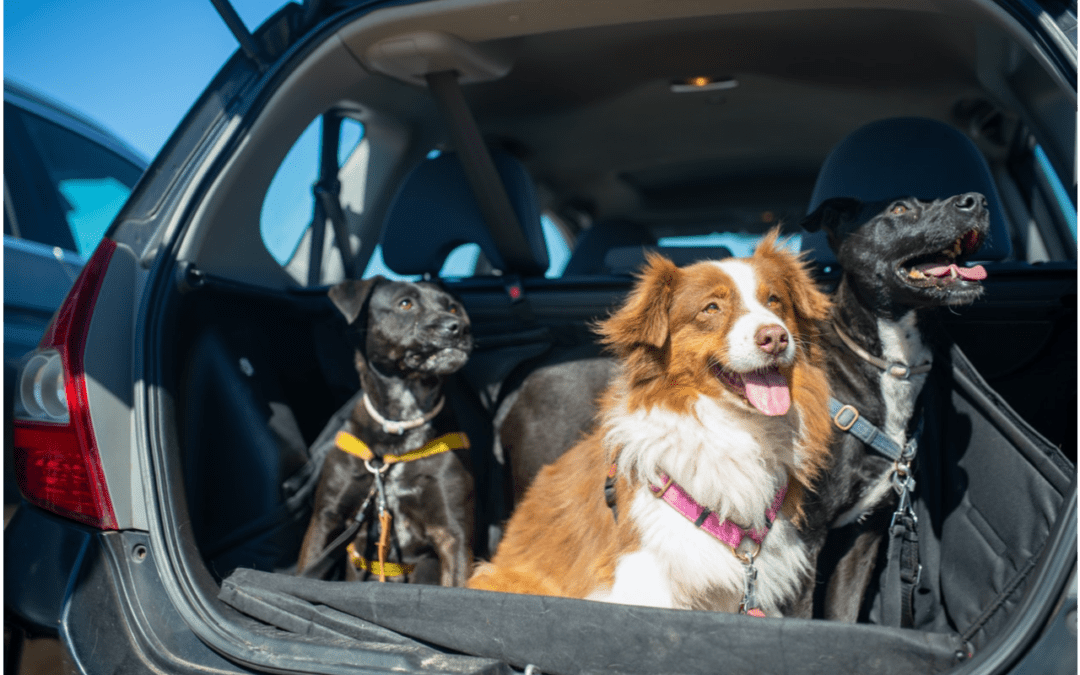 Stress-Free Tips for Traveling with Your Pet